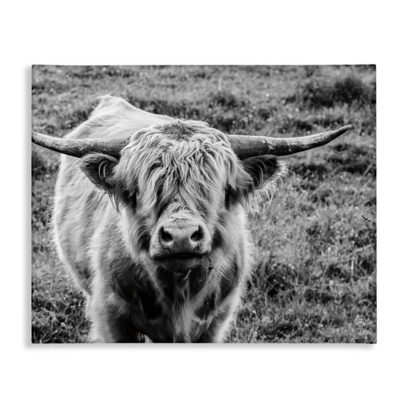 Stupell Industries Farmhouse Wild Country Cattle Portrait Black and White Photography Canvas Art, 20 x 16, by Nathan Larson