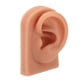 thumbnail image 3 of Modelo de oreja perforadora, práctica de perforación 3D, modelo de oreja de silicona, práctica de perforación, modelo de oreja, rendimiento lleno de energía, 3 of 8