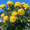 C, variant on Peony,Shade Plant for Gardens-Easy Grow-Low Maintenance-Ideal for Beds Borders, Plant Pots & Planters