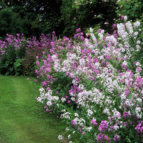 Eden Brothers Dames Rocket Seeds - Mixed Colors