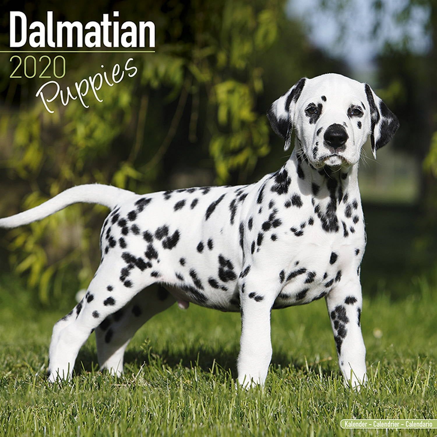Dalmatian Puppies Calendar 2020 - Dalmatian Puppies Dog Breed Calendar