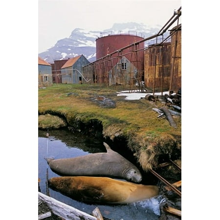 Old Whaling Station Southern Elephant Seal in ruins of old whaling station Island of South Georgia Stretched Canvas - Martin Zwick DanitaDelimont (12 x 18) ()