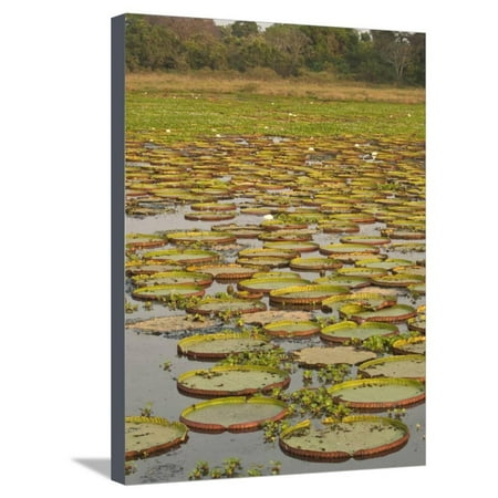 The Lily Pad Oxford Giant or Victoria Lilies, Mato Grosso Do Sul Province, Brazil Stretched Canvas Print Wall Art By Pete Oxford ()