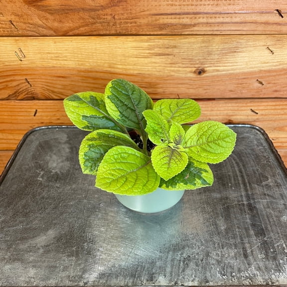Plectranthus Guacamole, 2" Plant, The Plant Farm