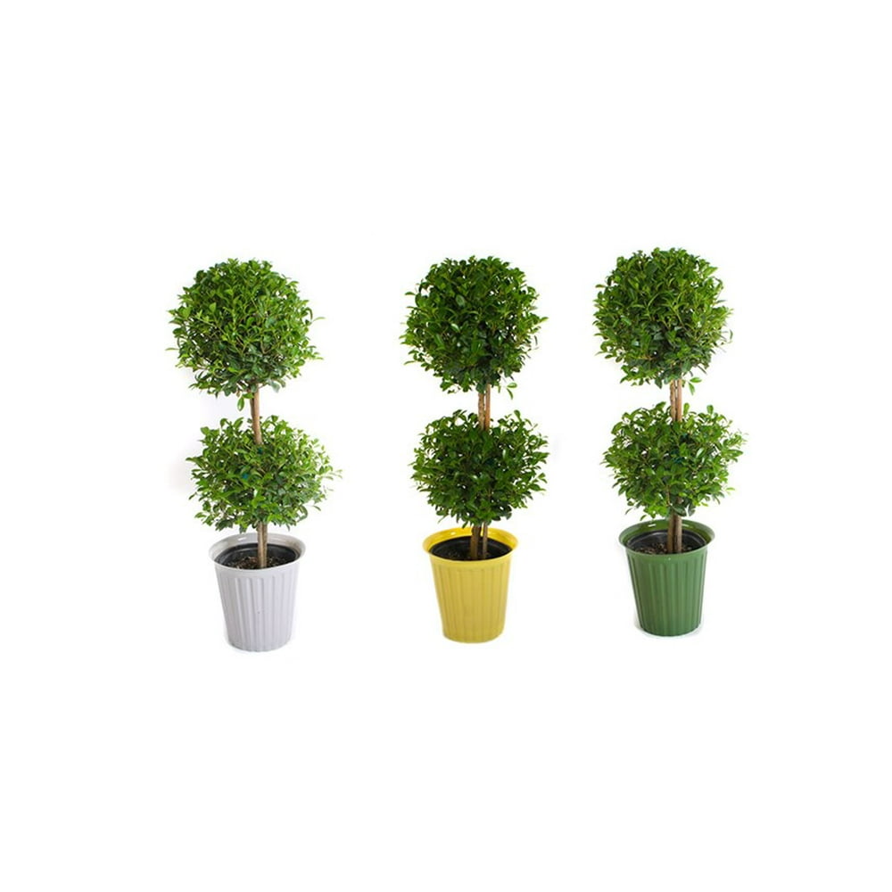 Expert Gardener Live Indoor 18in. Tall Green Eugenia Topiary Plant