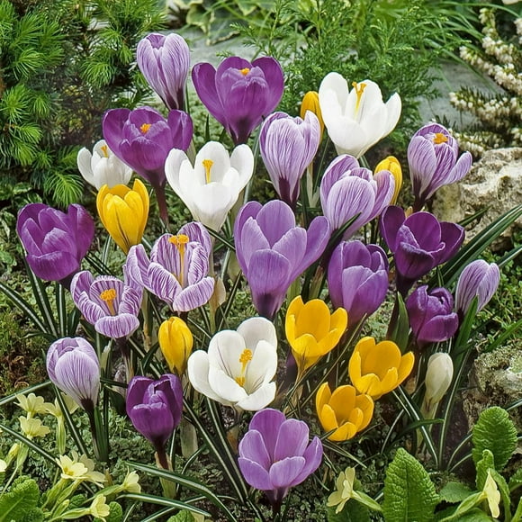 TASC Flower Bulbs- Crocus Assorted (25 Bulbes)
