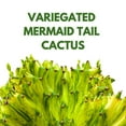 thumbnail image 3 of BubbleBlooms Variegated Mermaid Tail Cactus Green White 4 inch, 3 of 10