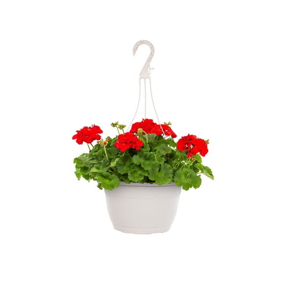 Expert Gardener 1.5gal Red Geranium Live Annual Plant Hanging Basket Sun