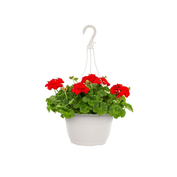 Expert Gardener 1.5 Gallon Red Geranium Annual Live Plant (1 Count ...