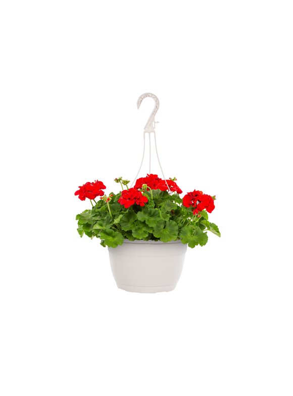 Geraniums in Annuals