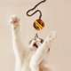 thumbnail image 5 of Juguete interactivo para gatos con cuerdas y hilo para jugar y hacer ejercicio en interiores, 5 of 5