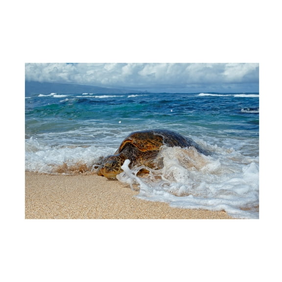 Peter Stahl 'From The Sea' Canvas Art