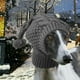 thumbnail image 1 of Gorro de para perros pequeños, gorro de invierno para perros con protección acústica, capucha , orejeras a prueba de viento con pompón para S, 1 of 8