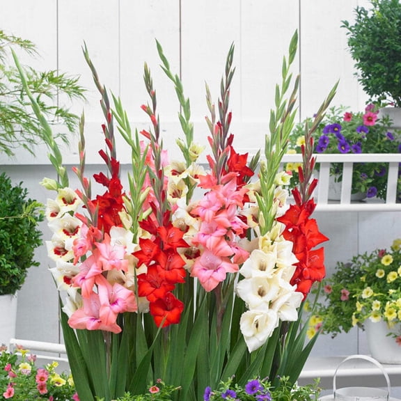 Easy to Grow Gladiolus Bambinos Mix 10 Bulbs, Dwarf Blooms Summer Sun
