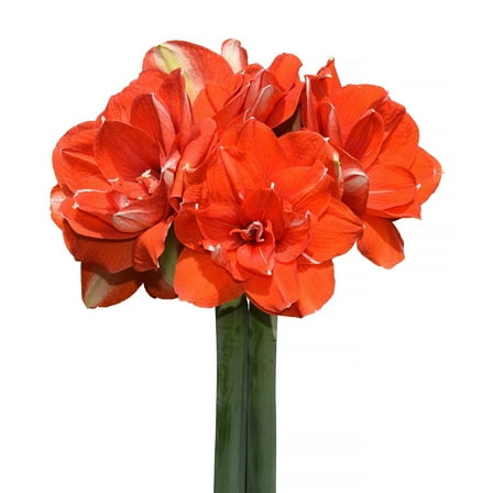 Nyora Amaryllis - 28-32 cm bulb