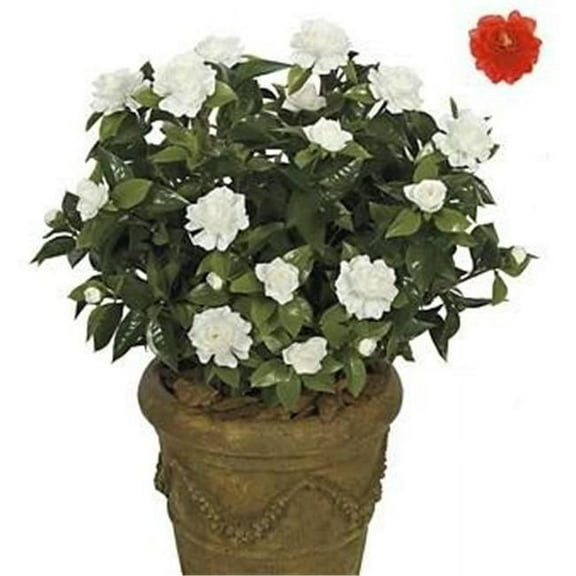 Autograph Foliages A-073R - 28 Inch Large Gardenia Bush - Red