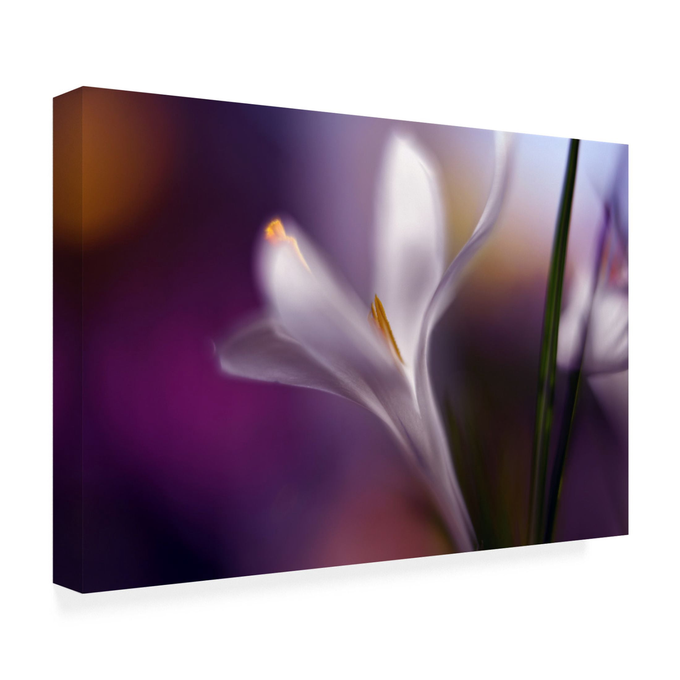 Canvas Wall Art - Heidi Westum 'Midnight Crocus' Wall Art for Living Room, Bedroom, or Office D?cor by Trademark Fine Art - 24 x 16 Inches