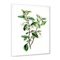 thumbnail image 2 of Designart 'Ancient Green Leaves Plants VII' Traditional Framed Art Print, 2 of 4