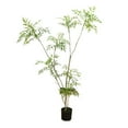 thumbnail image 3 of 5.9' Artificial Mahonia Fortunei Plant, Fake Artificial Tree with Pot, Faux Mahonia Fortunei Tree Potted Plant For Home Office Living Room Indoor Housewarming Decor, 3 of 8