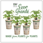Proven Winners 4-Pack, 4.25 in. Eco+Grande, Midnight Snack (Cherry Tomato) Live Vegetable