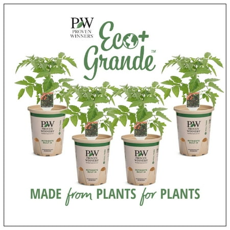 Proven Winners 4-Pack, 4.25 in. Eco+Grande, Midnight Snack (Cherry Tomato) Live Vegetable