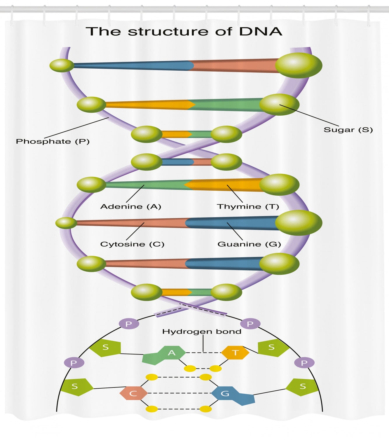 Educational Shower Curtain, Colorful Structure of DNA Code