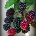 thumbnail image 6 of Set 2 Navaho Crown Thornless BlackBerry Plant Live, 6 of 6