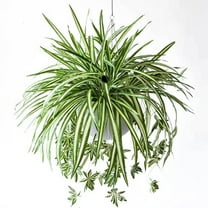 Bfogop Artificial Spider Plant, 23.6in 2 Pcs Faux Plant Hanging Basket Simulation Ivy Green Leaves Fake Wall Hanging Plants for Home Garden Office Verandah Wedding Decoration
