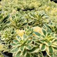 thumbnail image 5 of Sedum 'Atlantis' -Succulent- Live Starter Plant, 5 of 7