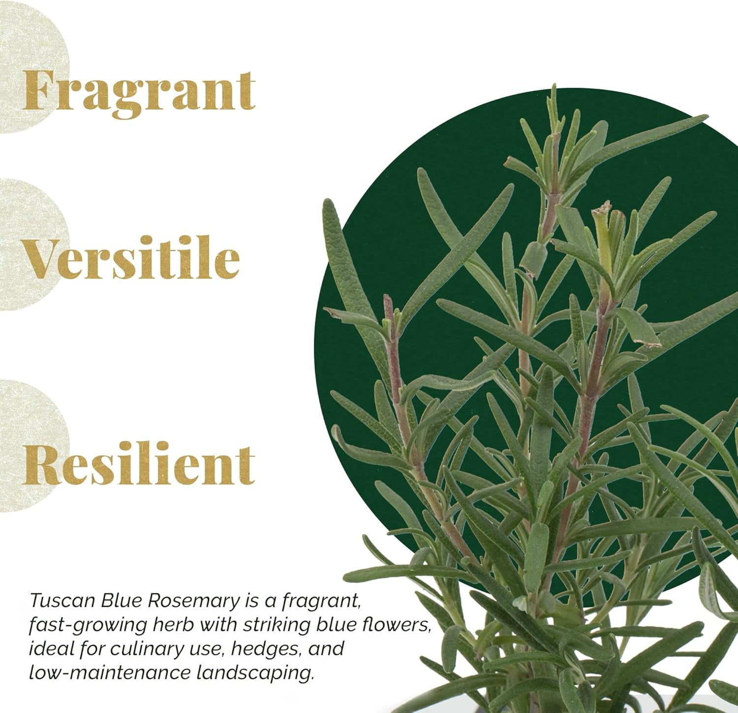 Tuscan Blue Rosemary Live Plants in 2.5” Nursery Pots – Aromatherapy Herb for Cooking