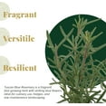 thumbnail image 2 of 6 Tuscan Blue Rosemary, Live Plants – Rosmarinus Officinalis – Hardy & Fragrant Herb in 2.5” Nursery Pots – Grows Up to 5 Ft, Easy to Maintain, Great for Cooking, Landscaping & Aromatherapy, 2 of 9