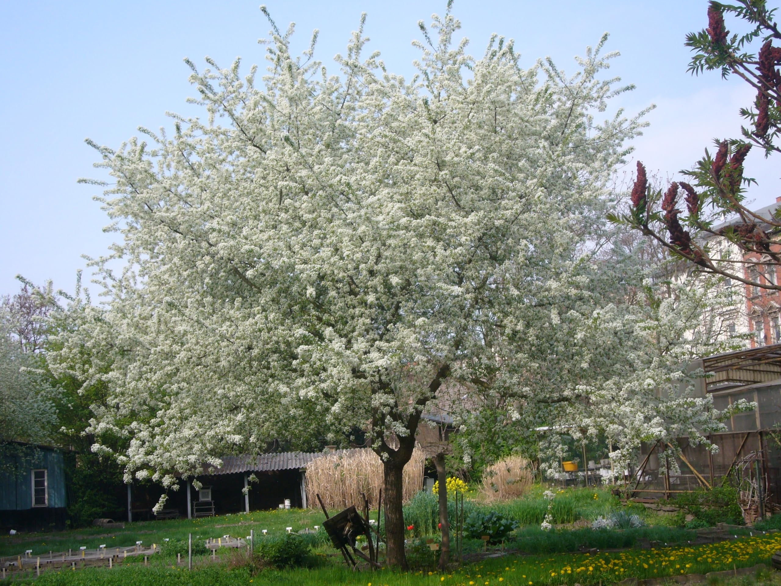 Arabian Cherry Tree | Premium Seeds | Prunus mahaleb 'Spring' | Plants'® (Premium Seeds, 100)