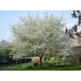 thumbnail image 4 of Arabian Cherry Tree | Premium Seeds | Prunus mahaleb 'Spring' | Plants'® (Premium Seeds, 100), 4 of 9