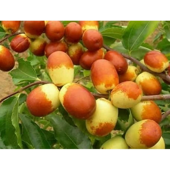 CZ Grain 10 Jujube Chinese Date Seeds for Planting (Ziziphus mauritiana)