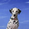 thumbnail image 5 of Dog Collar with Bow Tie & Collar for Small Medium Large Dogs with Adjustable Safety Metal Buckle, 5 of 5