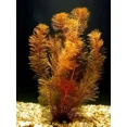 thumbnail image 1 of 6 Bouquets myrio tuber Plantes Rouges Aquarium Facile Réservoir Planté, 1 of 1