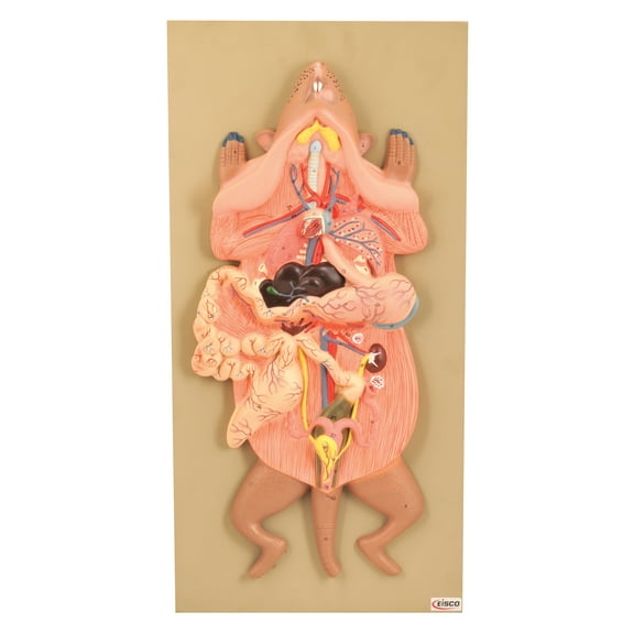 Eisco Labs Rat Dissection Model