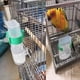 thumbnail image 4 of Lanzador automático para pájaros, suministros para jaulas de pájaros, accesorios para jaulas de pájaros, bebedero para pájaros, utensilios para loros, alimentador automático (2 piezas) Sincero Electrónica, 4 of 5