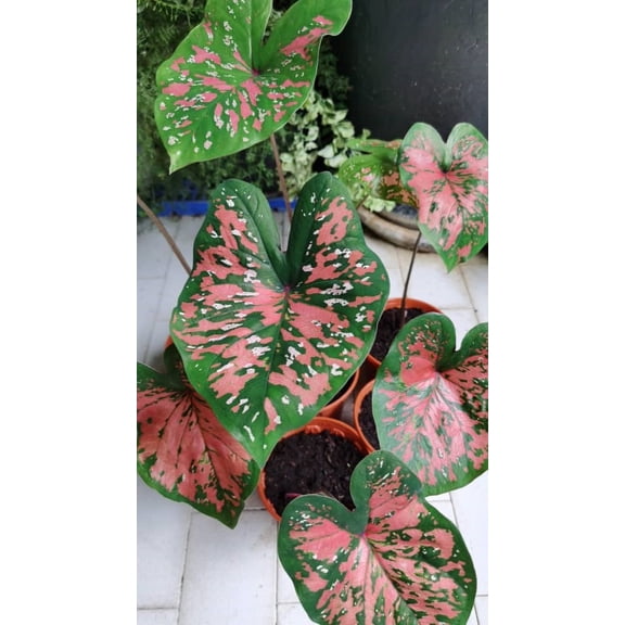 Blue Buddha Farm: Freckles Caladium (2 Bulbs) - Easy to Grow Indoor or Outdoor Perennial Plant