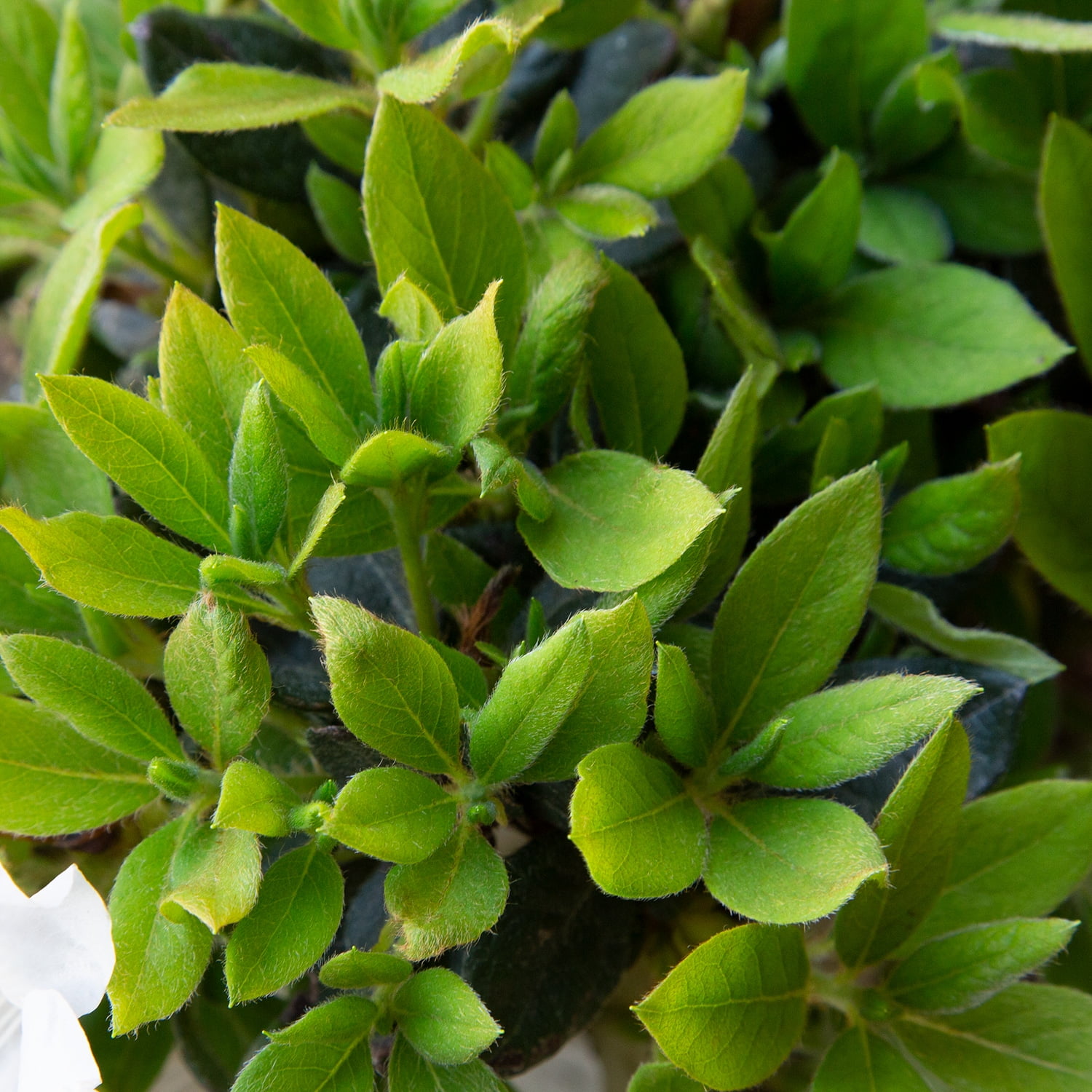 Encore Azalea Autumn Lily Live Shrub in 3-Gallon Grower Pot