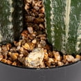 thumbnail image 3 of Creative Co-Op Round Faux Pachycereus Cactus in Plastic Pot, Green, 3 of 4