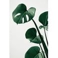 thumbnail image 2 of Artographie Studio 11x14 White Modern Wood Framed Museum Art Print Titled - Monstera Natural 38, 2 of 4
