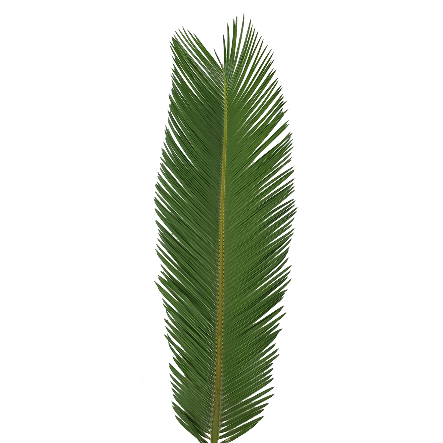 Bloomingmore Everyday Greenery King Sago Palm 5 ft. Fresh Cut 150