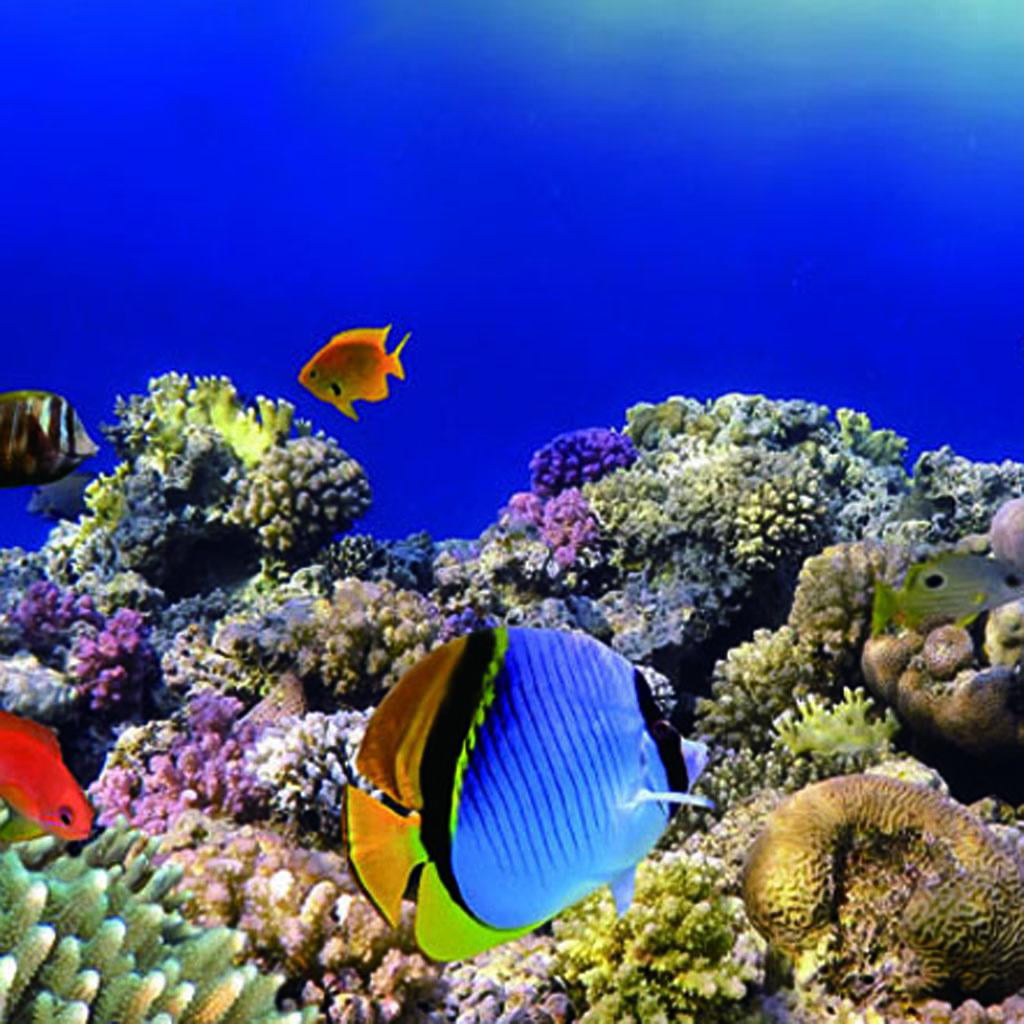 ScottDecor Virgo Aquarium 3D Backdrops Woman Holding Hand Up Underwater World Backdrop Aquarium Corals Photography