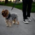 thumbnail image 5 of Car Dog Seat Belt Pet Seat Belt Dog Seat Belt Restraint Pet Leash, 5 of 5