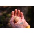 thumbnail image 2 of Bola de Masaje Rawlogy Corcho Alivio del Dolor Muscular de Viaje, 2 of 7