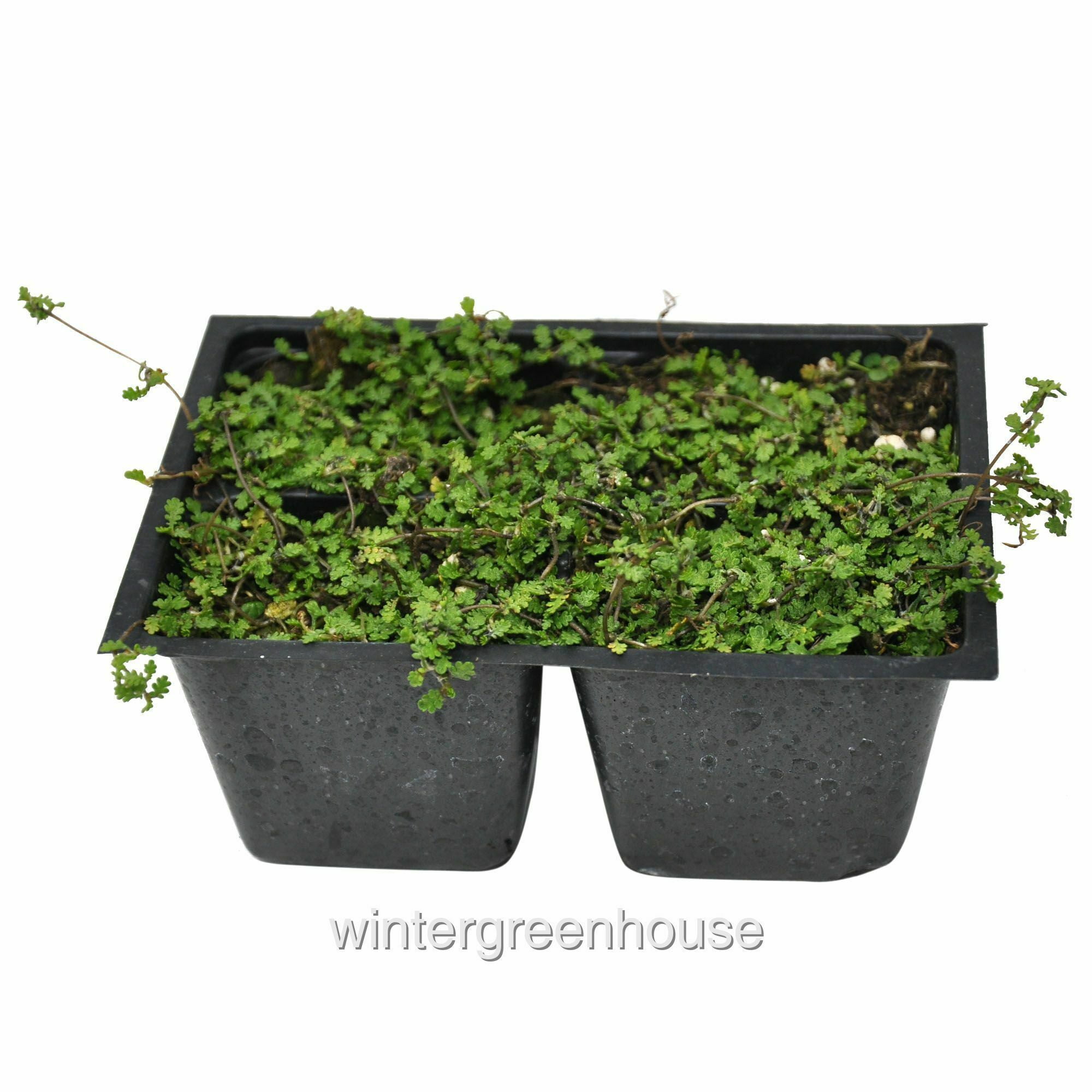 Leptinella Gruveri, Fairy Fern, Brass Buttons Ground Cover, Pack Of 4