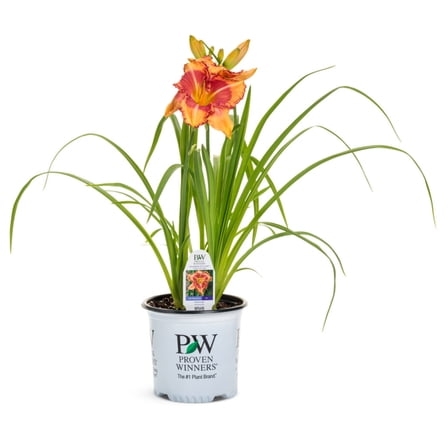 Proven Winners 6" Orange Rainbow Rhythm 'Lake of Fire' Daylily Live Plant in 6.5" Pot