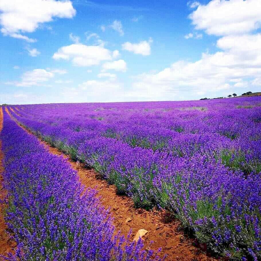 1000 Lavender Seeds 