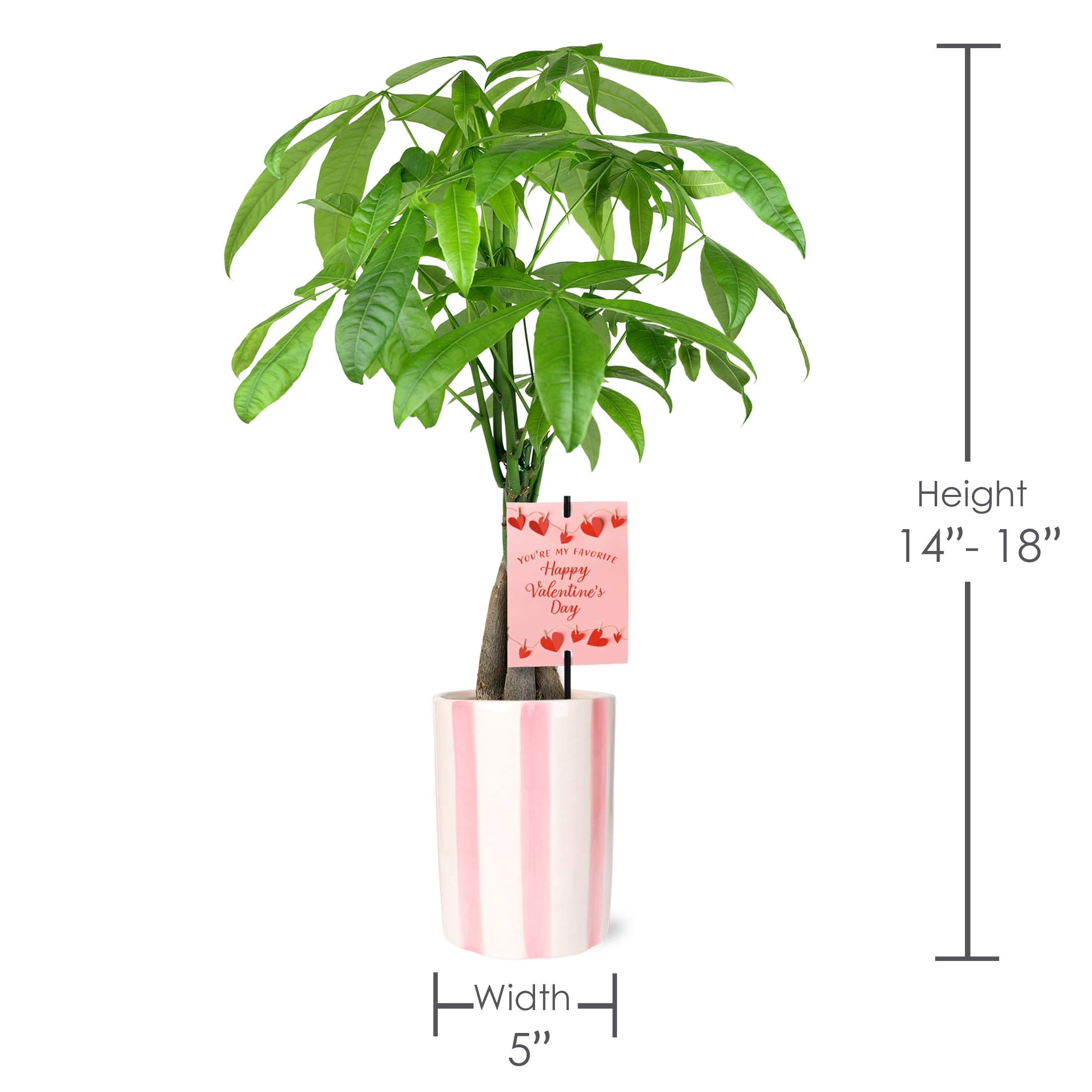 5IN Money Tree (Valentines Edition) – Pink Hollywood – “Favorite Valentine”